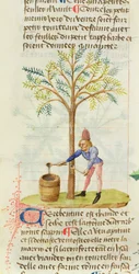Ms Est 28 M.5.9 fol.165r Sammeln von Terpentin, aus Grand Herbier von Pedanius Dioscorides (ca. 40-90 n. Chr.)