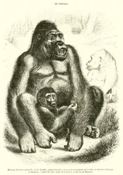 Naturhistorisches Museum, Der Gorilla