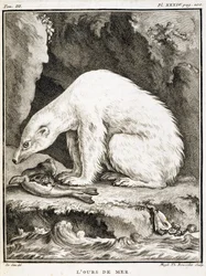 Naturgeschichtstafel: Der Seebär frisst eine Robbe - in „Naturgeschichte, allgemein und besonders“ von Buffon