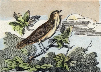 Nachtigall. Gravur in "Buffon Alphabet des Oiseaux n 1"
