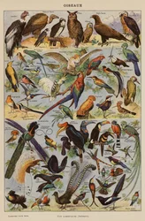 Vögel (Farblithographie)