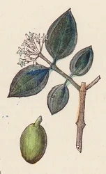 Oliven zur Ölproduktion