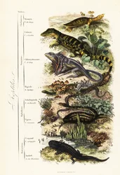 Ordnungen der Reptilien: gefährdete Indische Weichschildkröte, Nilssonia gangetica, Brillenkaiman, Caiman crocodilus, Kragenechse, Chlamydosaurus kingii, Gemeiner Schuppenfuß, Pygopus lepidopodus, Europäische Glasschleiche, Pseudopus apodus, Gemeine Viper