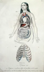 Organe in Brust und Bauch, aus 