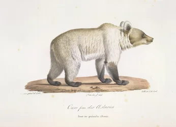 Weiblicher spanischer Braunbär, aus Histoire Naturelle des Mammifères