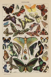 Schmetterlinge (Farblithografie)