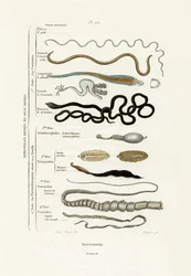 Parasiten