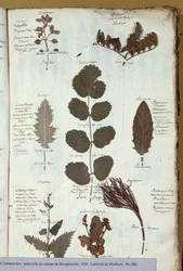 Herbarium von Philibert Commerson