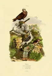 Tauben