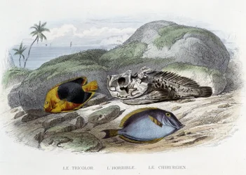 Pisces: Le tricolor, l