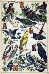 Tafel 1: Stieglitz, Goldhähnchen, Zeisig, Lerche, Girlitz, Bienenfresser, Specht, Star, Meisen. Gravur in "Syllabary alphabet of birds". Serie A. Pellerin et Cie, Drucker-Verleger, Epinal, Ende des 19. Jahrhunderts. Chromolithographien. Kleines 8-seitiges 