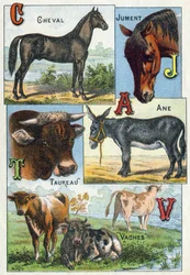 Tafel 1: Pferd, Stute, Stier, Esel, Kühe. Gravur in "Syllabary alphabet of domestic animals and farmyard". Serie A. Pellerin et Cie, Drucker-Verleger, Epinal, Ende des 19. Jahrhunderts. Chromolithographien. Dim: 19,5 x 13,5 cm