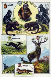 Tafel 1: Affen, Orang-Utan, Antilope, Hirsch, Fuchs. Gravur in "Silbenalphabet der wilden Tiere". Serie A. Pellerin et Cie, Drucker-Verleger, Epinal, Ende des 19. Jahrhunderts