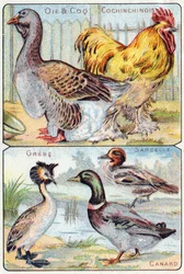 Tafel 2 oben: Gans und Hahn und Chinesen; Unten: Lappentaucher, Krickente, Ente. Gravur in "Syllabary alphabet of birds and reptiles". Serie A. Pellerin et Cie, Drucker-Verleger, Epinal, Ende des 19. Jahrhunderts. Chromolithographien.
