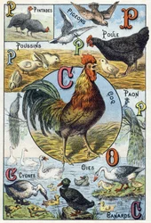 Tafel 3: Perlhühner, Tauben, Küken, Henne, Hahn, Pfau, Schwäne, Gänse, Enten. Gravur in "Syllabary alphabet of domestic animals and farmyard". Serie A. Pellerin et Cie, Drucker-Verleger, Epinal, Ende des 19. Jahrhunderts. Chromolithographien. Dim: 19,5 x 1
