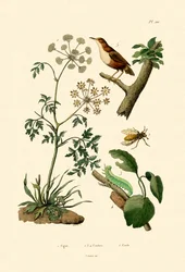 Gefleckter Schierling