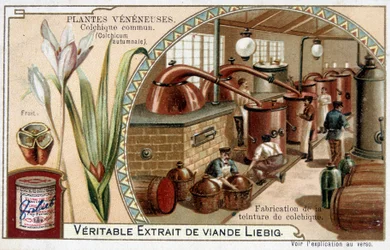 Giftpflanzen: Herbstzeitlose und Herstellung von Herbstzeitlosen-Tinktur - Chromo. Liébig, späte 19. Jahrhundert