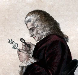 Porträt von Bernard de Jussieu (1699-1777), französischer Naturforscher