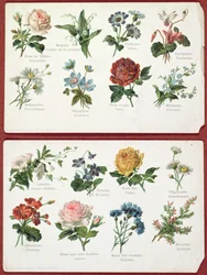 Postkarten, die die Sprache und Bedeutung der Blumen darstellen, ca. 1905