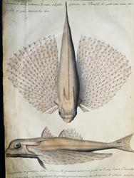Profil und Rücken eines geflügelten Fisches, Big Island, Brasilien, Aquarell aus dem Logbuch von Jacques Gouin de Beauchesne (1652-1730), Kapitän der Compagnie royale de la Mer du Sud, von 1698 bis 1701, Frankreich