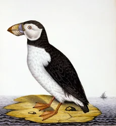 Papageientaucher, Marmon Fratercula, ca. 1840