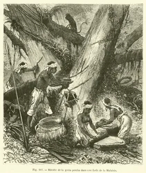 Ernte von Guttapercha in einem Wald in Malaysia