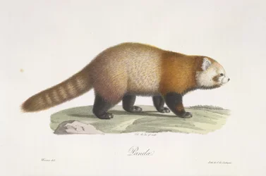 Roter Panda, Ailurus fulgens, aus Histoire Naturelle des Mammifères