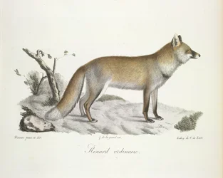 Renard ordinaire, Fuchs, aus Histoire Naturelle des Mammifères (Farblithographie)