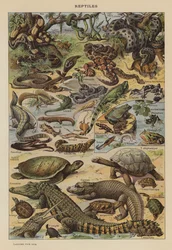 Reptilien