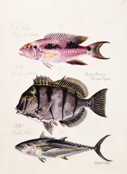 Rey tambova etc., ca. 1850