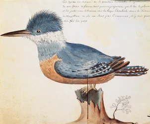 Gürtelkönigfischer (Megaceryle torquata), Elizabeth Bay, Magellanstraße, Aquarell aus dem Logbuch von Jacques Gouin de Beauchesne (1652-1730), Kapitän der Compagnie royale de la Mer du Sud, von 1698 bis 1701, Frankreich