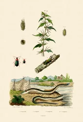 Raue Spitzklette, 1833-39