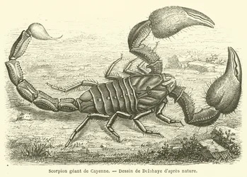 Riesenskorpion von Cayenne