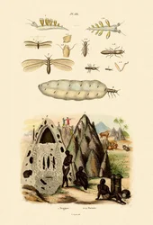 Meeresschnecke