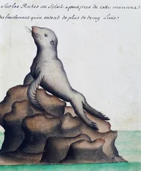 Robbe, Galapagos-Inseln, Aquarell aus dem Logbuch von Jacques Gouin de Beauchesne, Kapitän der Compagnie royale de la Mer du Sud, von 1698 bis 1701