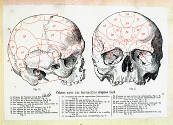 Schädel mit phrenologischen Angaben nach Franz Josef Gall