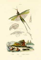 Schrägkopf-Heuschrecke, 1833-39