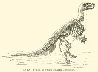 Skelett des Haupt-Iguanodon von Bernissart