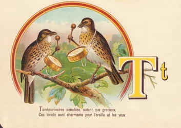 T: Tambourinspieler freundlich, ebenso anmutig, diese Pirolen sind charmant für Ohr und Auge