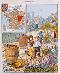 Die Weinlese in Burgund, Illustration aus einem Schulbuch, ca. 1910