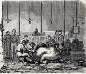 Die Nationale Veterinärschule von Alfort - Die großen Schulen Frankreichs - Veterinärschule von Maison-Alfort 1866 - Der Seziersaal - Gravur in „Le Monde Illustré“ 1866