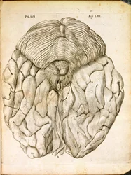 Die Struktur des Gehirns, aus De Homine Figuris von Rene Descartes (1596-1650) veröffentlicht in Den Haag, 1662
