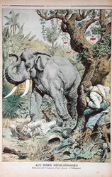 Das tragische Ende einer Elefantenjagd in Indien, Illustration aus Le Petit Journal, 25. November 1906