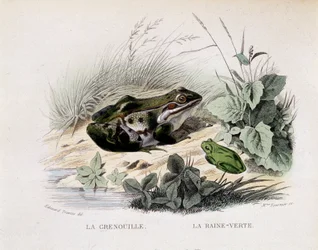 Der Frosch und der grüne Regen (Frosch) - in „Lacepede“
