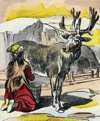 Das melkende Rentier. Gravur in "Buffon Alphabet des Animaux"