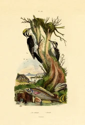 Dreizehenspecht