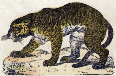 Tiger. Gravur in "Alphabet des animaux sauvages". 9. Serie. Bilder von Epinal, Pellerin, Drucker-Verleger, um 1870. Holzschnitte, schabloniert. 16 Seiten. Dim: 20 x 15 cm. Private Sammlung.
