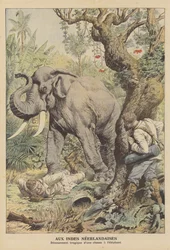 Tragisches Ende einer Elefantenjagd in Niederländisch-Indien