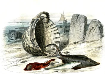 Rotbarbe (Trigla cuculus), Wittling (Merlangius merlangus), Rochen (Dipturus batis) - Tafel aus Histoire Naturelle von Bernard Germain de Lacepede (1856-1925), Ausgabe P.Furme, Paris