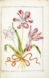 Tulpen, 18. Jahrhundert